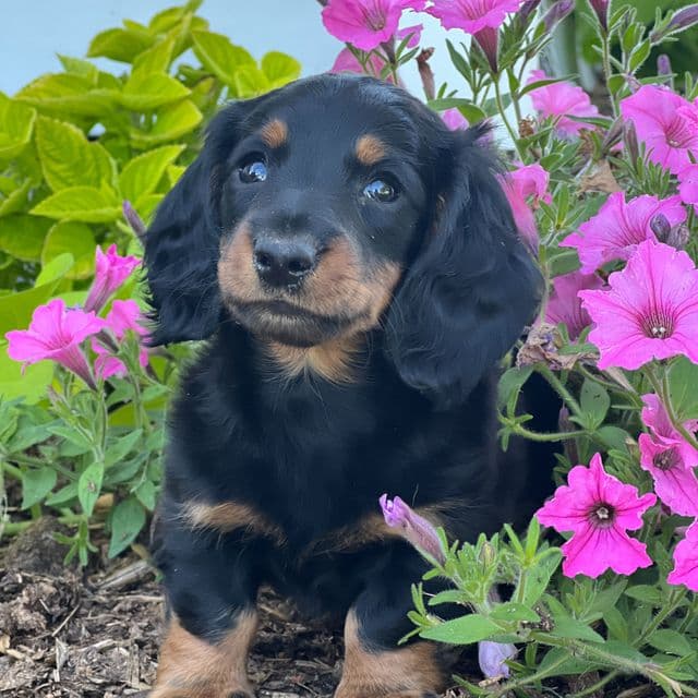 Dean - Dachshund Male