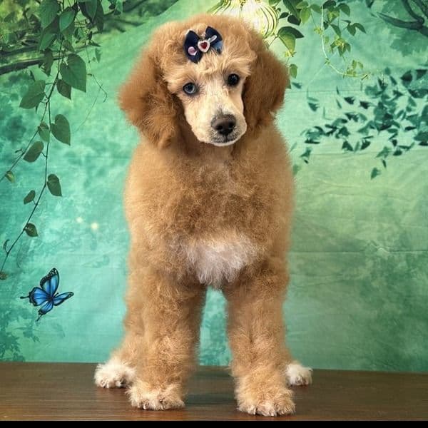 Raya  - Toy Poodle Female