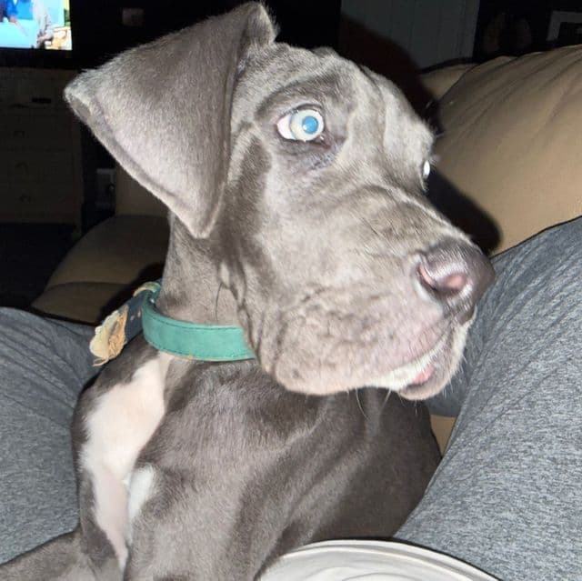 Ansel - Great Dane Male
