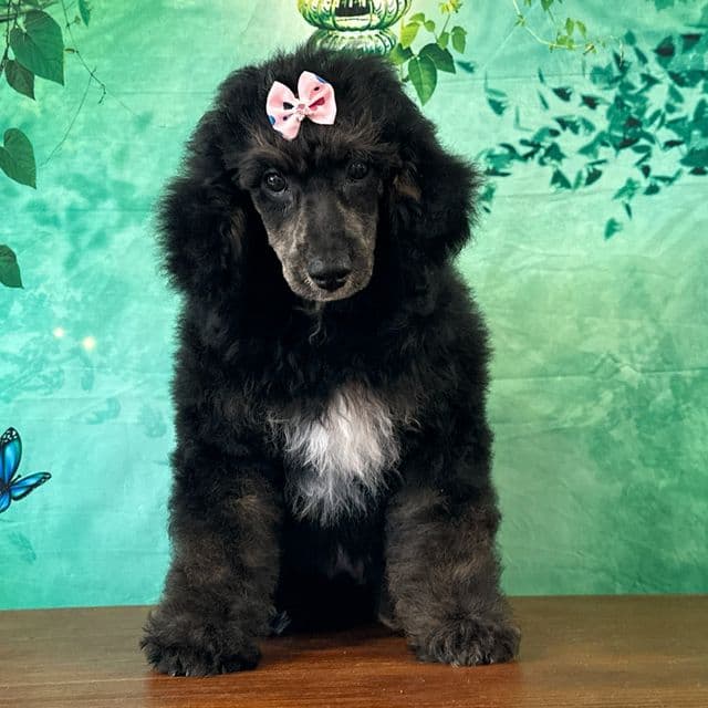 Minnie - Toy Poodle Female