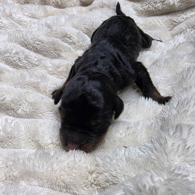 Mini Hank - Bernedoodle Male