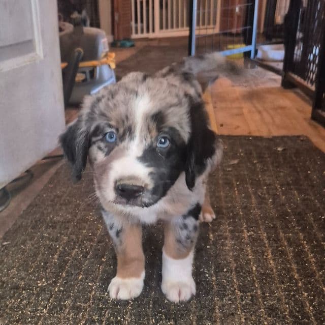 Wizard - Aussiedoodle Male