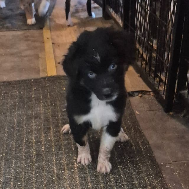 Dorothy - Aussiedoodle Female