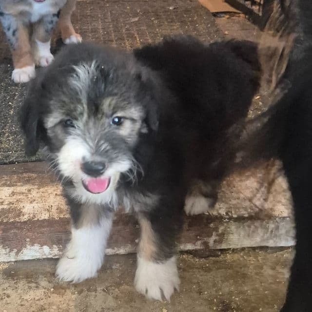 Toto - Aussiedoodle Male