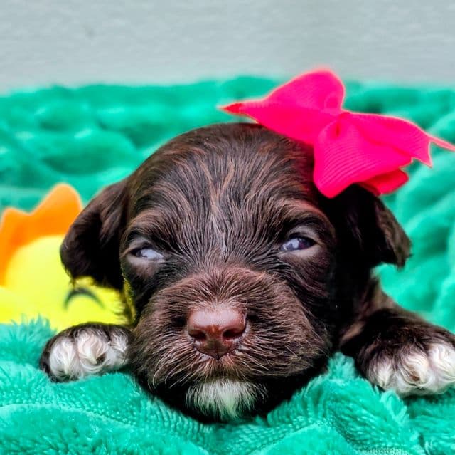Amelia-mini - Portidoodle Female