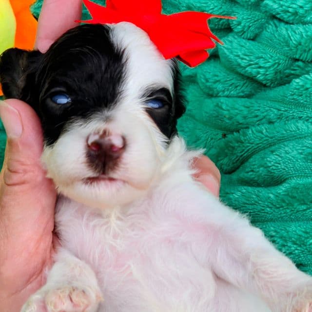 Remi- mini - Portidoodle Female