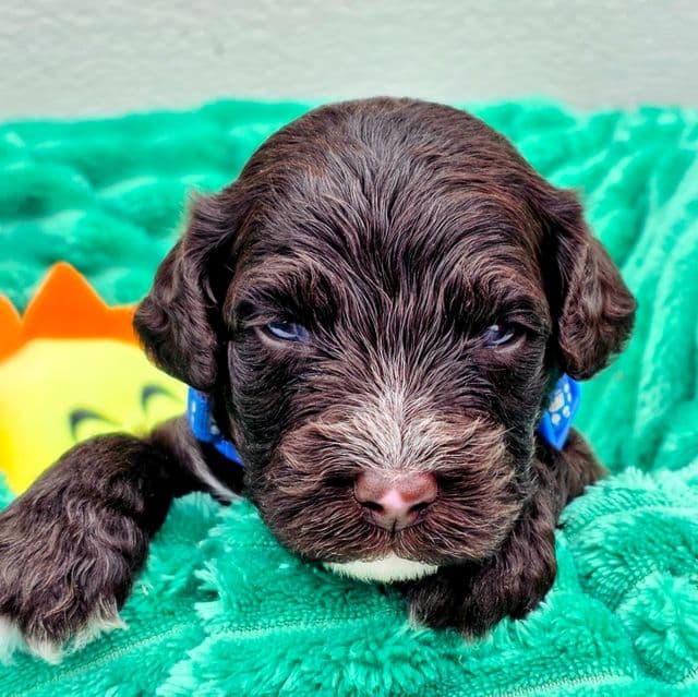 Wally-mini - Portidoodle Male