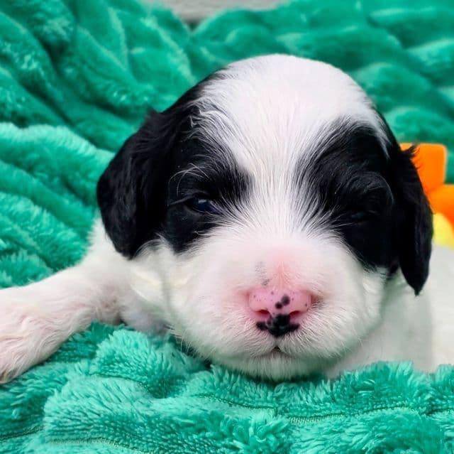 Terrell-mini - Portidoodle Male