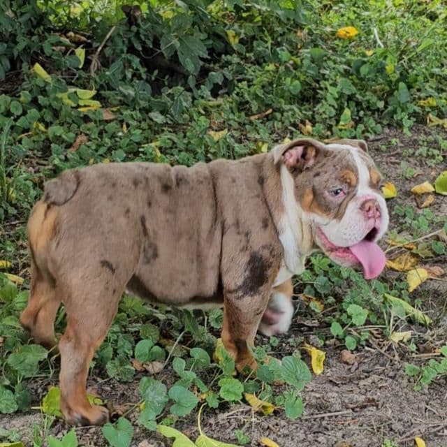 Maribell - English Bulldog Female