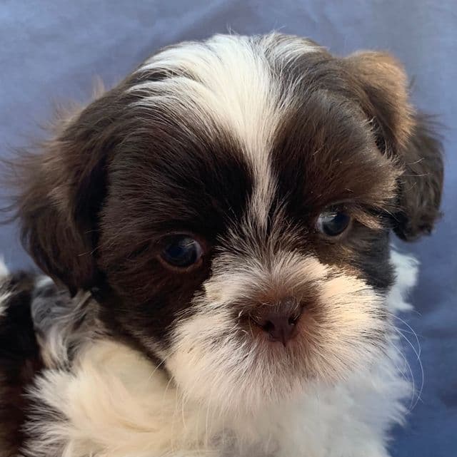 Gorgeous Milo~! - Shih Tzu Male