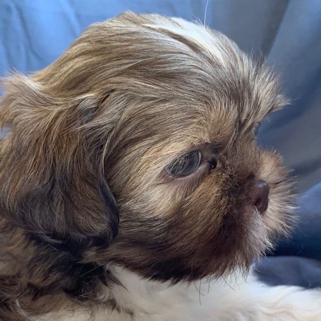 Super Sweet~~Monty~!!! - Shih Tzu Male
