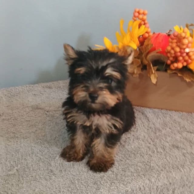 Yeti - Yorkshire Terrier Male