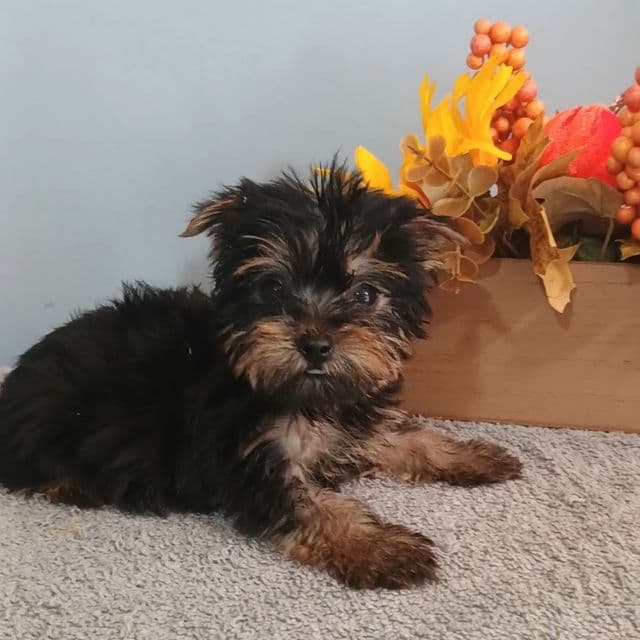 Yvonne - Yorkshire Terrier Female