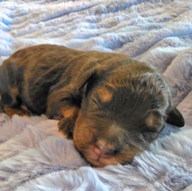 Mini Hank - Bernedoodle Male