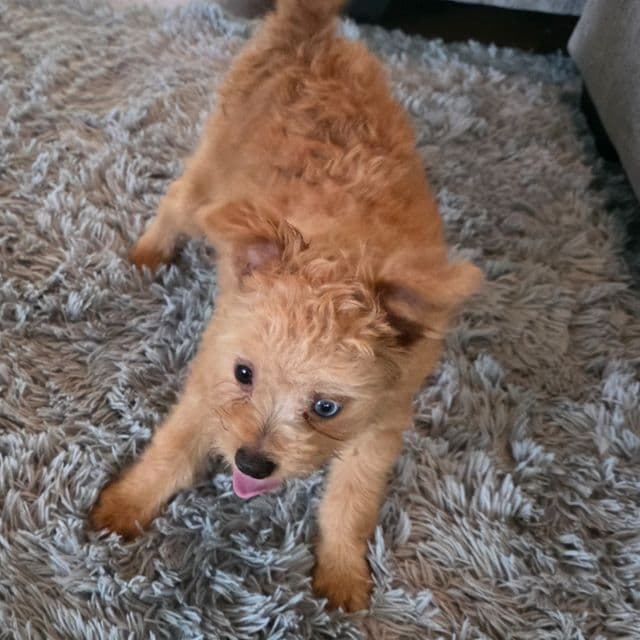 Murphy - Pomapoo Male