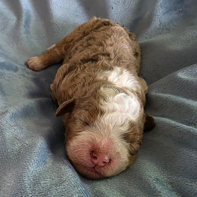 Mini Dolly - Bernedoodle Female