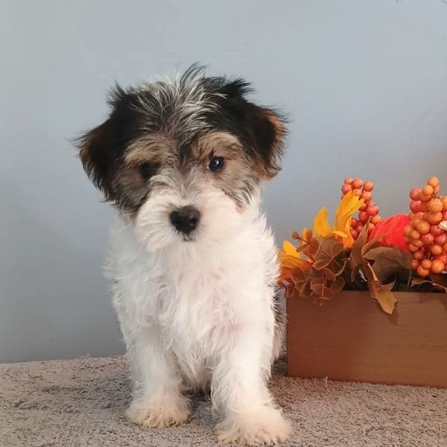 Pinto - Morkie Male