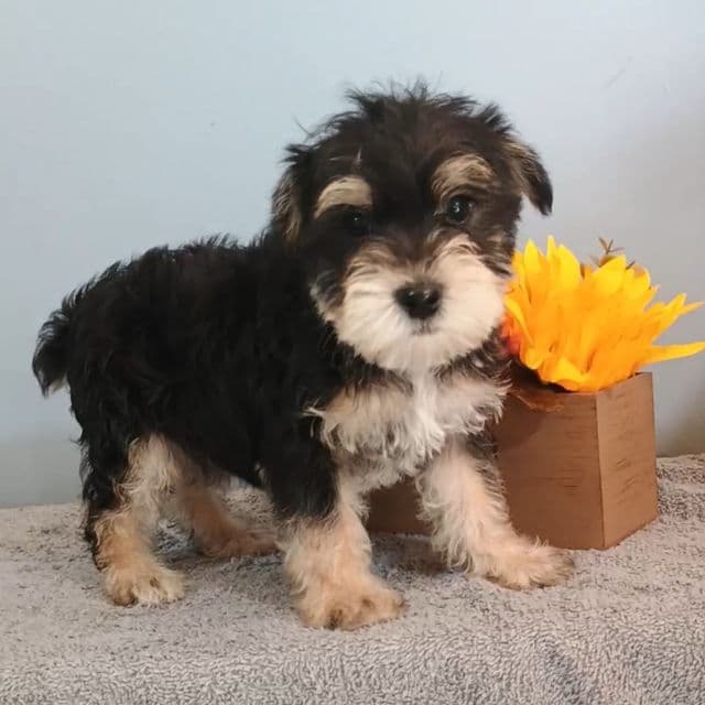 Apollo - Morkie Male