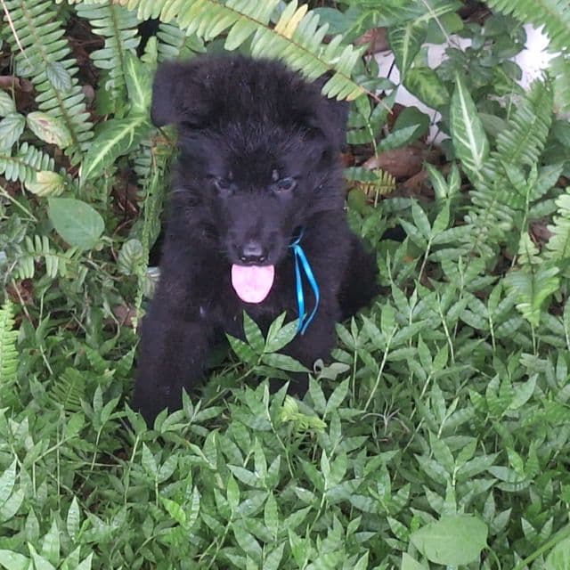 Ivory vom LegendLand  - German Shepherd Dog Male