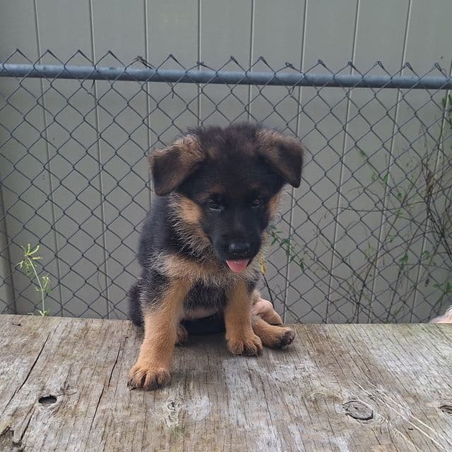 Indy vom LegendLand  - German Shepherd Dog Female