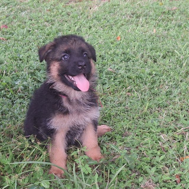 Ivy vom  LegendLand  - German Shepherd Dog Female
