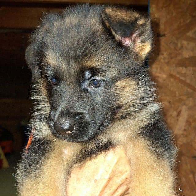Ivona vom LegendLand  - German Shepherd Dog Female