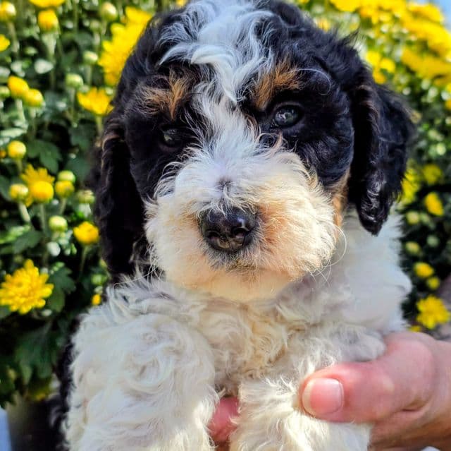 Blake- mini - Bernedoodle Male