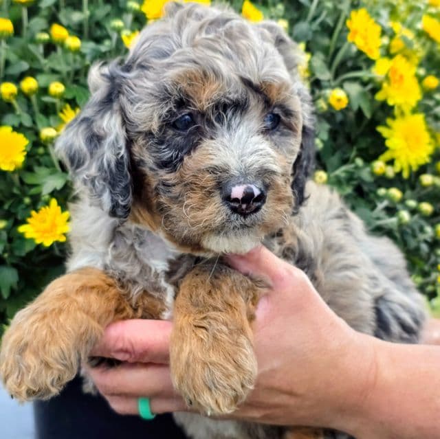 Hank- mini - Bernedoodle Male