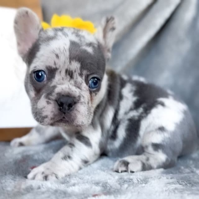 Lemon - French Bulldog Female