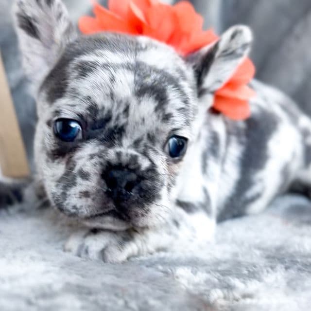 Clementine  - French Bulldog Female
