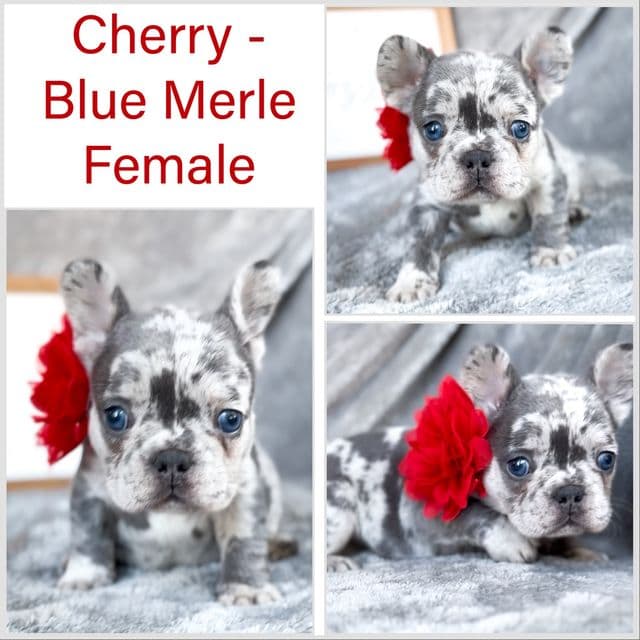 Cherry - French Bulldog Female