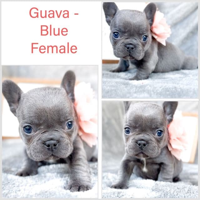 Guava  - French Bulldog Female