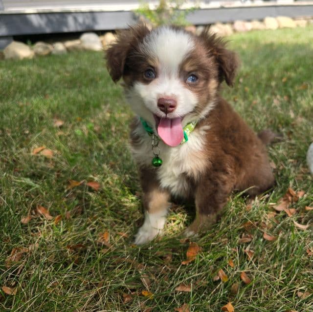 Charlie  - Miniature American Shepherd (Mini Aussie) Male