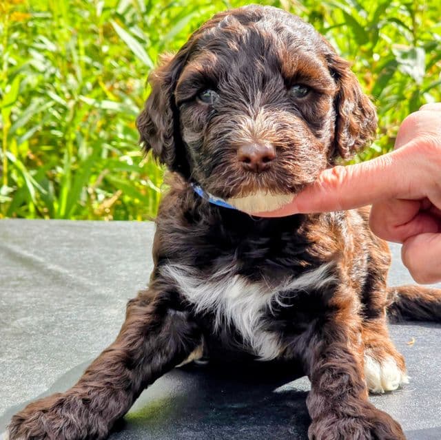 Wally-mini - Portidoodle Male