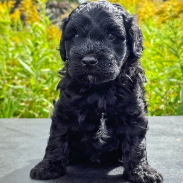 Marshawn-mini - Portidoodle Male