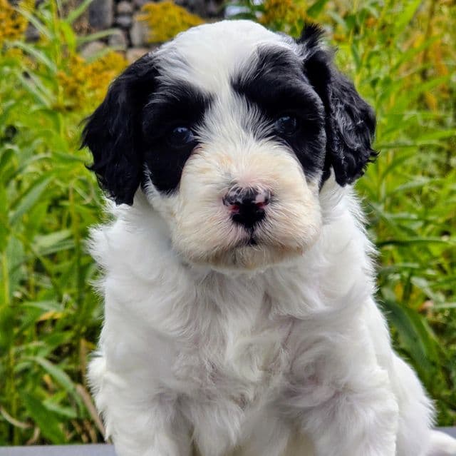 Terrell-mini - Portidoodle Male