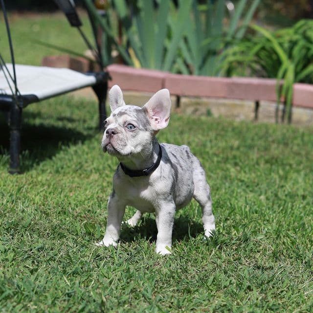 Lux - French Bulldog Male