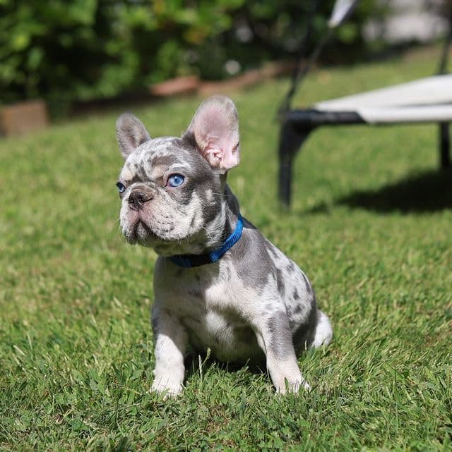 Leo - French Bulldog Male