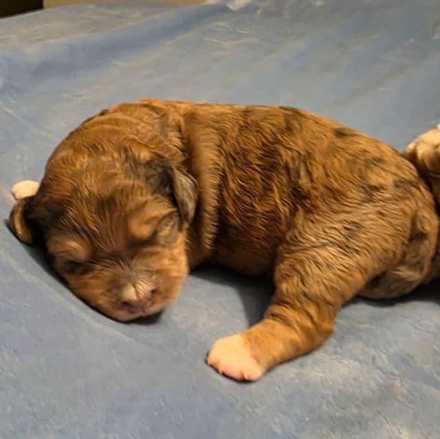 Mini F1b Willy  - Bernedoodle Male