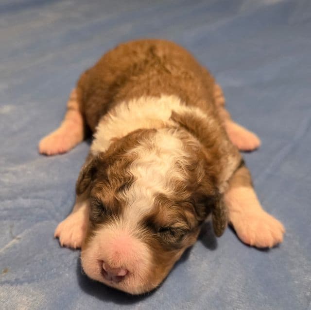Mini F1b Scooby - Bernedoodle Male