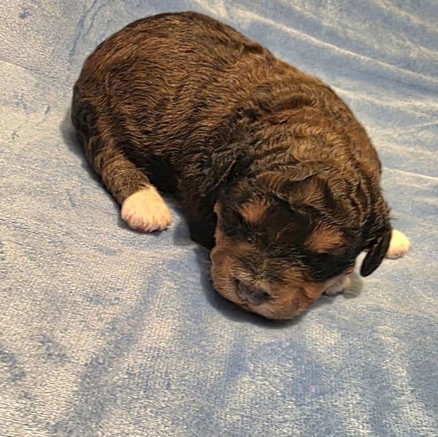 Mini F1b Tucker  - Bernedoodle Male