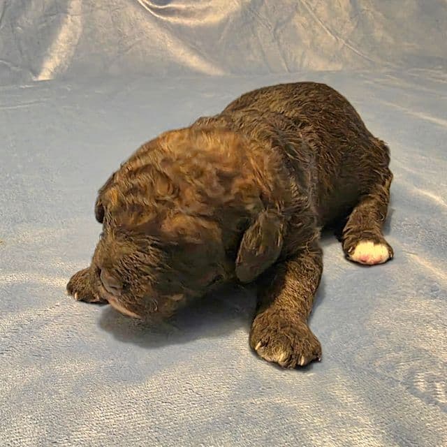 Mini F1b Pinto  - Bernedoodle Male