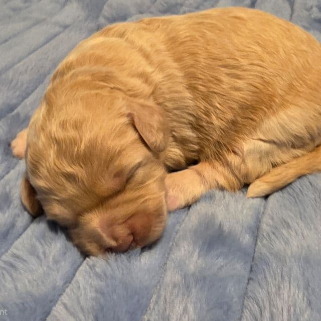 Mini F1b Sally - Bernedoodle Female
