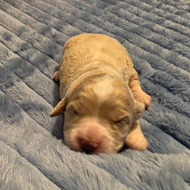 Mini F1b Winnie  - Bernedoodle Female