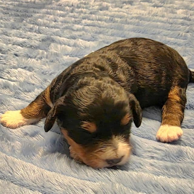 Mini F1b Bonnie - Bernedoodle Female
