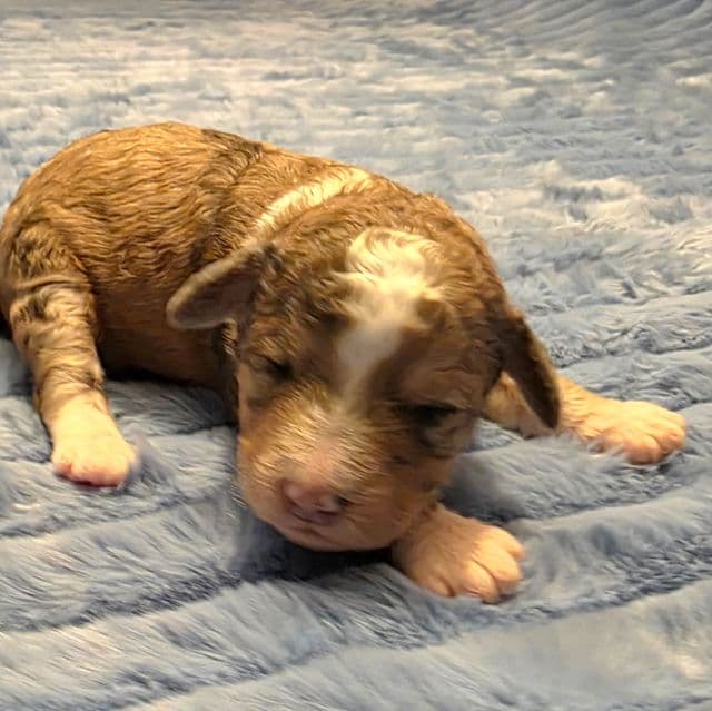 Mini F1b Fern - Bernedoodle Female