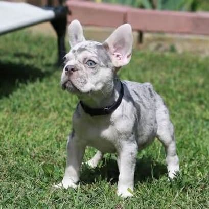 Lux - French Bulldog Male