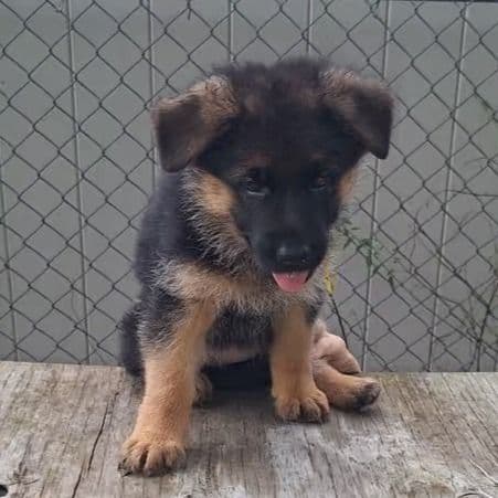 Indy vom LegendLand  - German Shepherd Dog Female