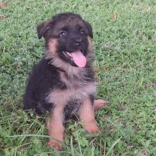 Ivy vom  LegendLand  - German Shepherd Dog Female