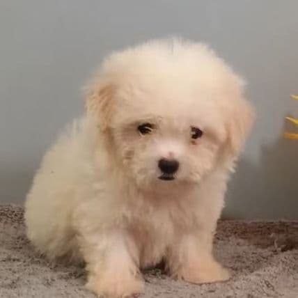 Harley - Maltese Female